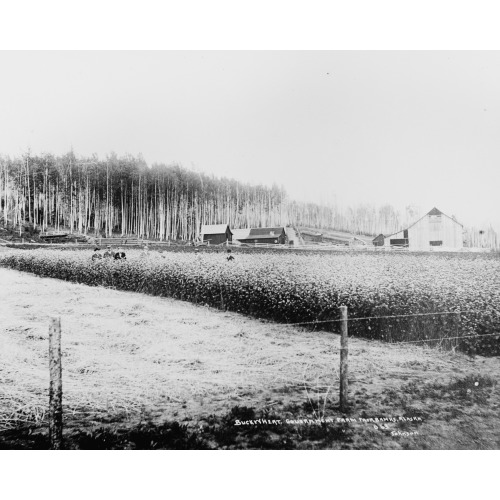 Buckwheat Growing In Fairbanks, Alaska, circa 1918