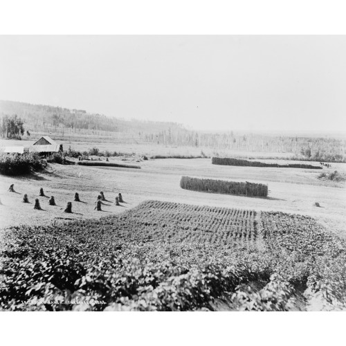 Farming Scene, Alaska, circa 1918