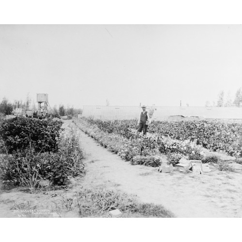 Hothouse Garden, Alaska, circa 1918