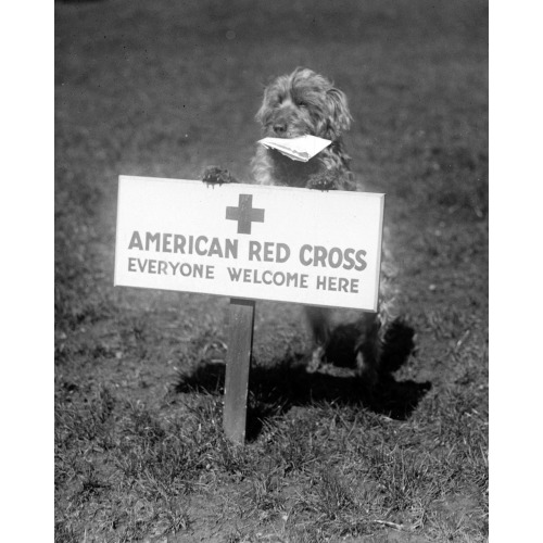 Sandy, Red Cross Dog, 1920