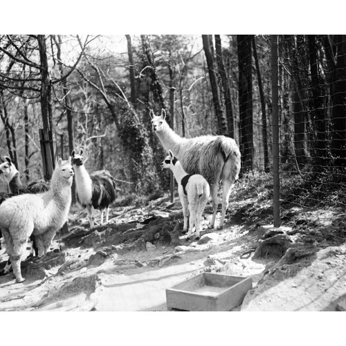 Zoo: Llama, 1920