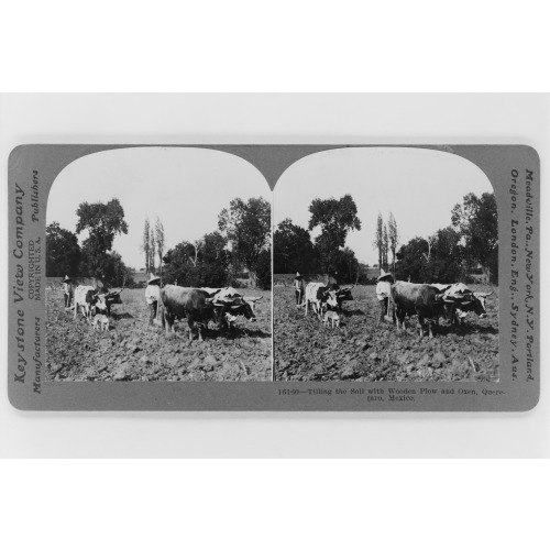 Tilling The Soil With Wooden Plow And Oxen, Queretaro, Mexico, 1919