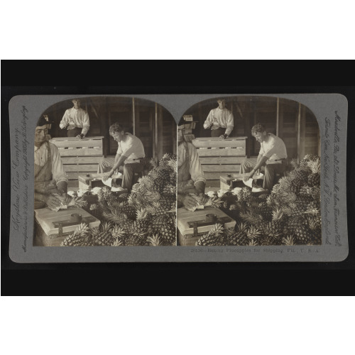 Boxing Pineapples For Shipping, Fla., U.S.A., 1906