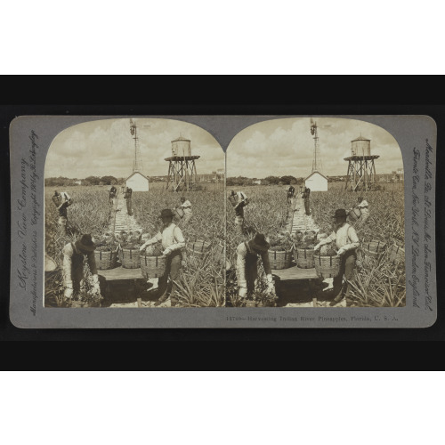 Harvesting Indian River Pineapples, Florida, U.S.A., 1904