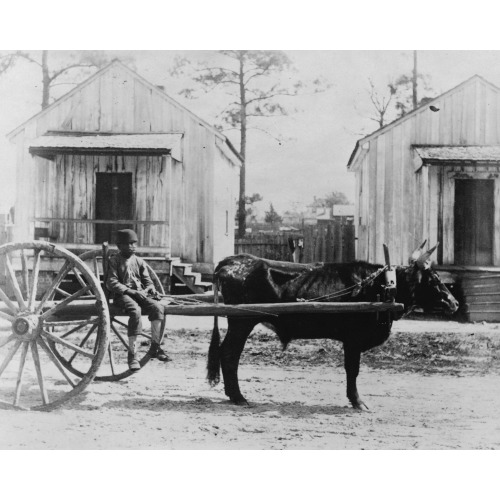 Negro Ox-Team, Thomasville, Geo., circa 1884