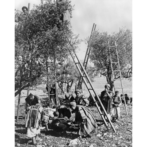 Palestine--Picking Olives, circa 1880