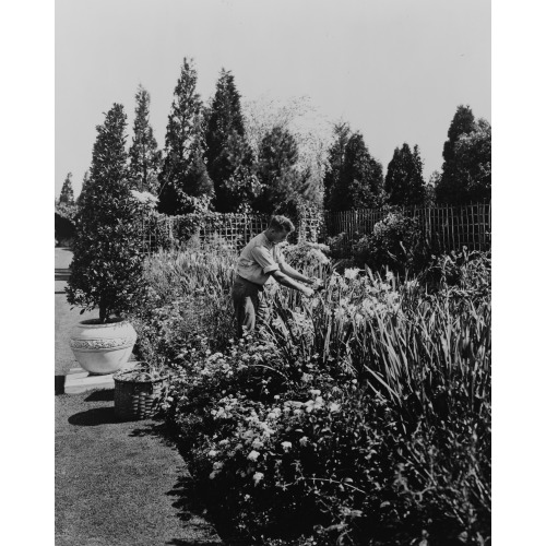 Gardener Tending Floral Border, Posed To Illustrate Rudyard Kipling's Poem The Glory Of The...