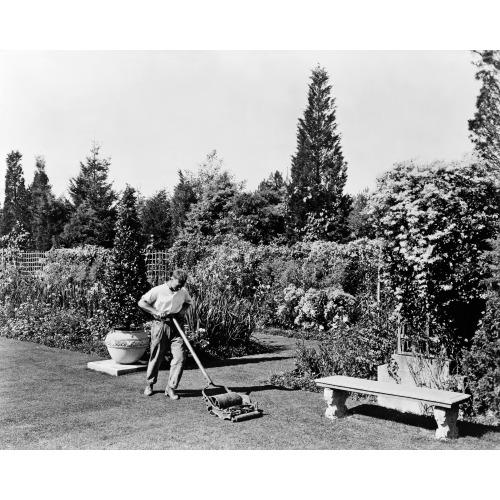 Gardener Pushing Lawn Mower, Posed To Illustrate Rudyard Kipling's Poem The Glory Of The Garden...