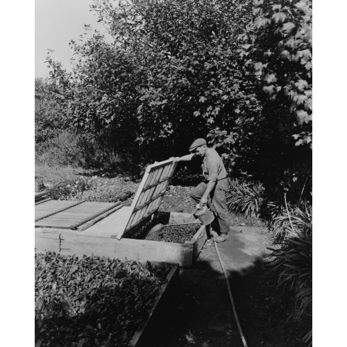 Gardener Watering Cold Frame Plants, Posed To Illustrate Rudyard Kipling's Poem The Glory Of The...
