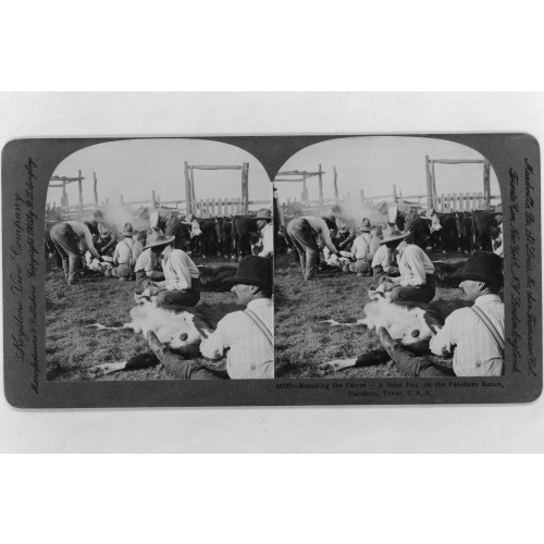Branding The Calves - A Busy Day On The Paloduro Ranch, Paloduro, Texas, U.S.A., 1905