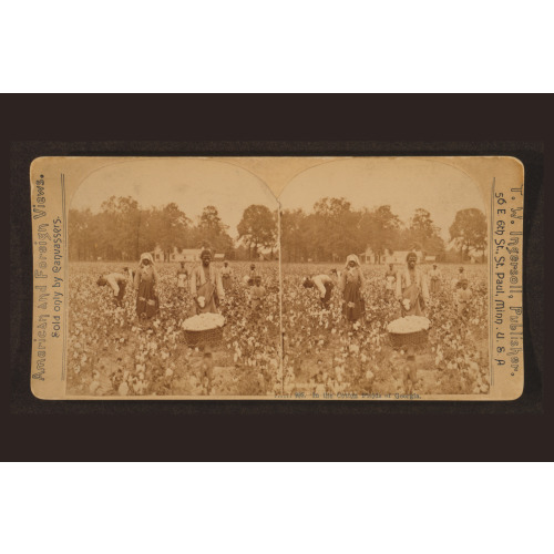 In The Cotton Fields Of Georgia, 1897