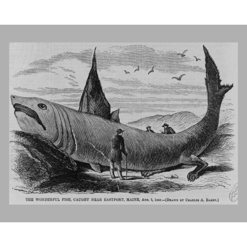The Wonderful Fish, Caught Near Eastport, Maine, Aug. 3, 1868