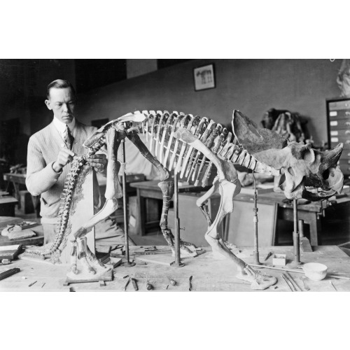 Norman Ross Of The Division Of Paleontology, National Museum, Preparing The Skeleton Of A Baby...