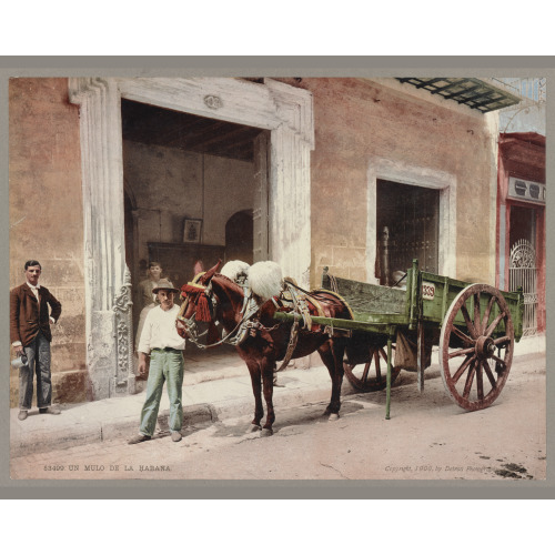 Un Mulo De La Habana, 1900