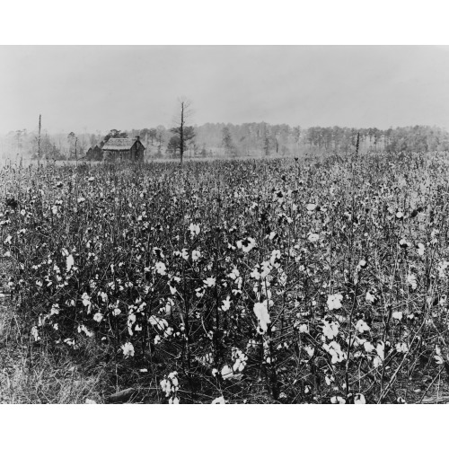 Cotton Field With Building In Background, 1922