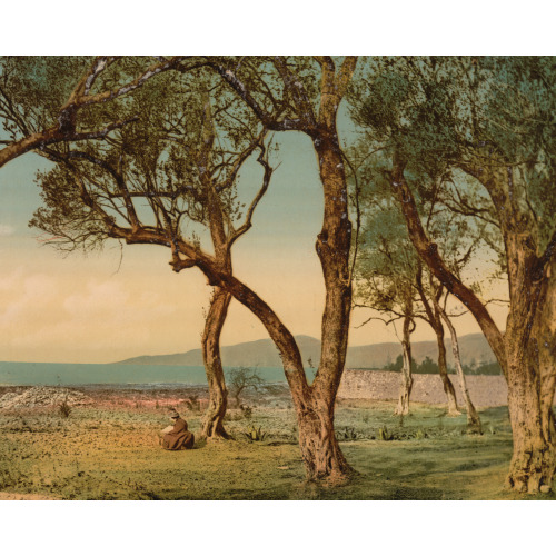 Olive Trees, Mentone, Riviera, circa 1890
