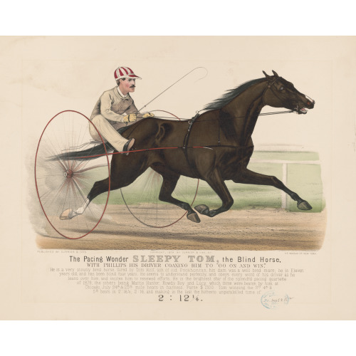The Pacing Wonder Sleepy Tom, The Blind Horse: With Phillips, His Driver Coaxing Him To Go In...