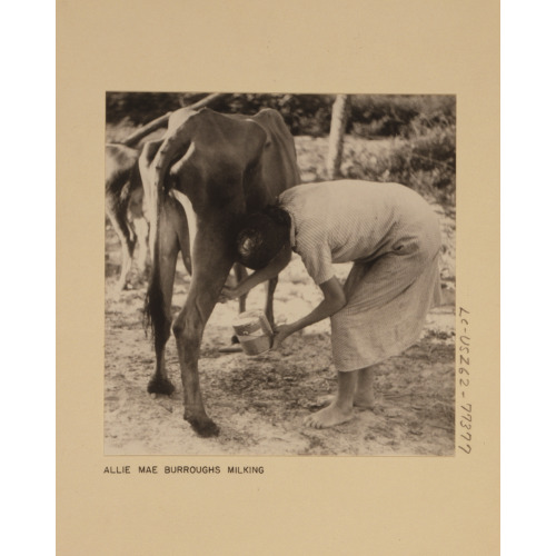 Allie Mae Burroughs Milking, 1935