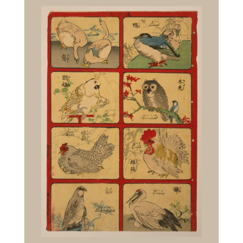 Various Types Of Birds, circa 1890