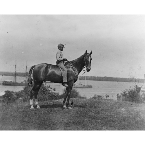 General Rawlin's Horse Taken At Cold Harbor, Virginia, 1864
