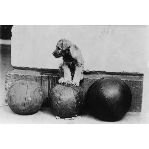 Piney the Schnauzer Pup Perched on Famous Medicine Ball