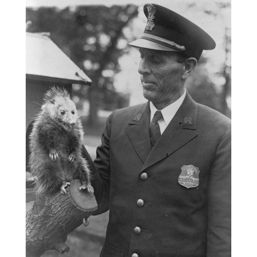 Officer Snodgrass, White House Police Force With Possum, 1929