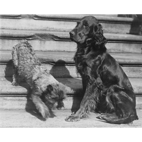 Whoopie And Englehurst Gillette Two Of The White House Dogs, 1929
