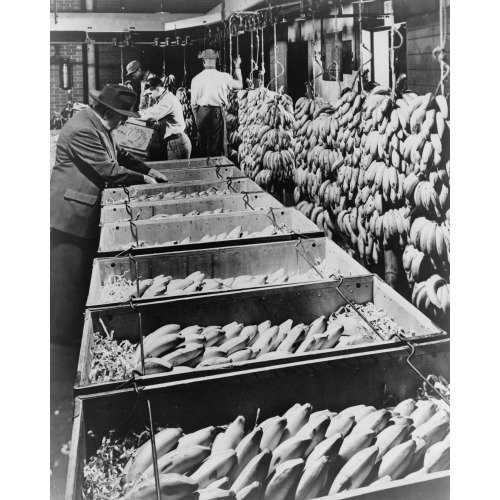 Banana Marketing--Ripe Bananas Go Into Special Boxes For The Ride To The Retailer, 1948