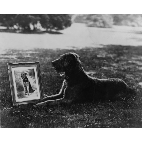 Laddie Boy And His Portrait In Silver, A Radiotone Presented To Mrs. Harding Today By Alfred H...