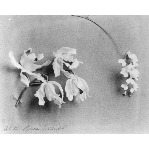 White House Orchids, circa 1889