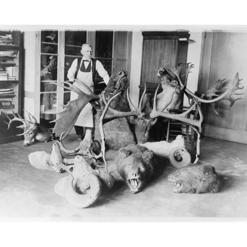 George Marshall, Dean Of The Taxidermists At The National Museum, Photographed With Some Of The...