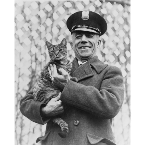 Tige The White House Cat And Pet Of Mrs. Coolidge Has Been Returned, 1924