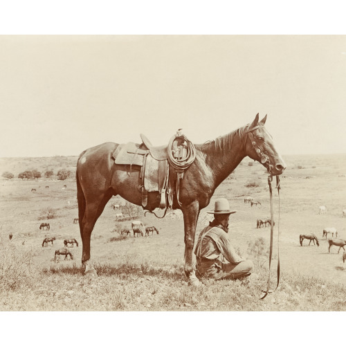 The Horse Wrangler, 1910
