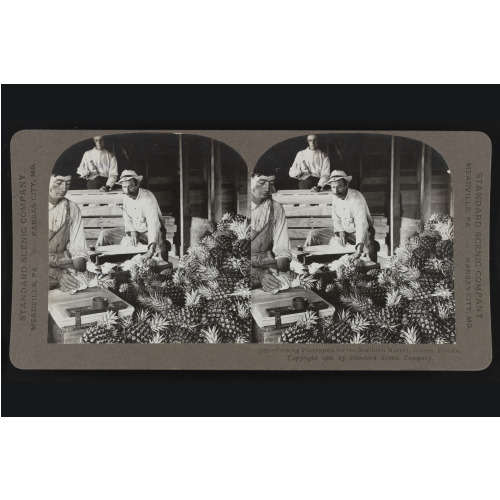 Packing Pineapples For The Northern Market, Jensen, Florida, 1906