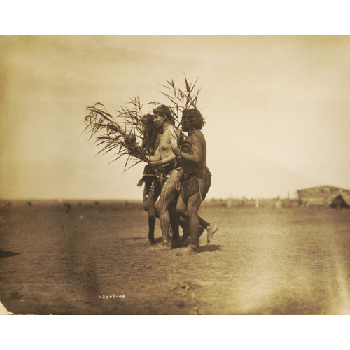 Arikara Medicine Ceremony--The Ducks, 1908