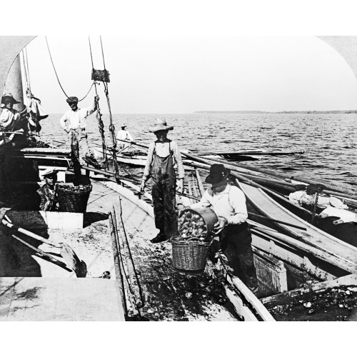 Tongers Selling Oysters To Market Boat, Chesapeake Bay, Md., U.S.A., 1905