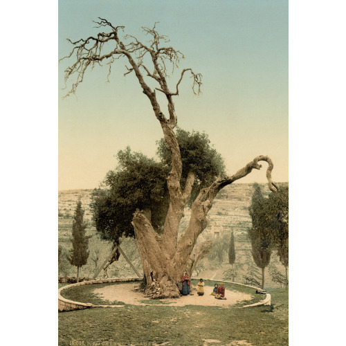 Abraham's Tree Mamreh, Hebron, Holy Land, (I.E., West Bank), circa 1890