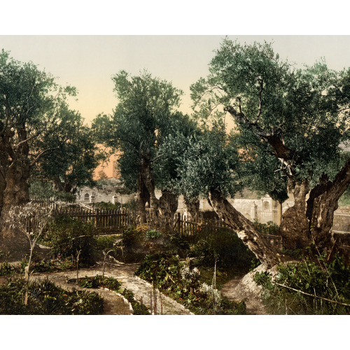 Garden Of Gethsemane, Jerusalem, Holy Land, circa 1890
