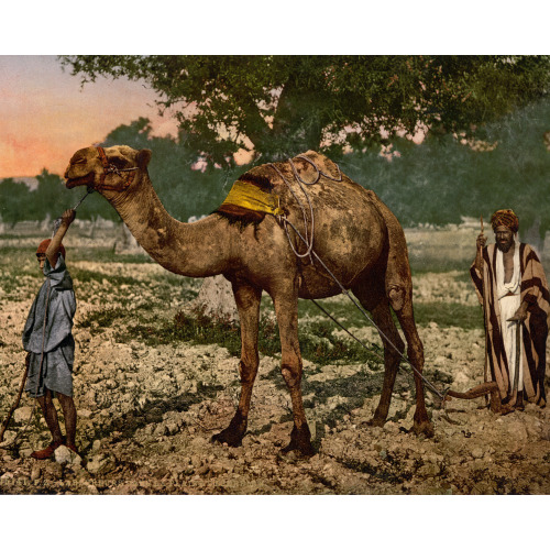 Laborers, Plain Of Esdraelon, Holy Land, (I.E., Plain Of Jezreel, Israel), circa 1890