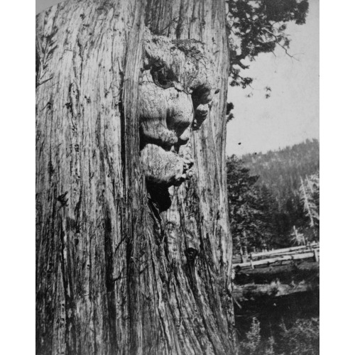 Lake Tahoe, Nick Of The Woods, A Human Face In A Cedar