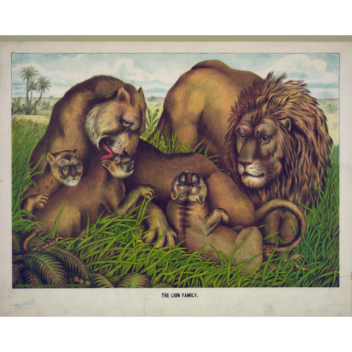 The Lion Family, 1874