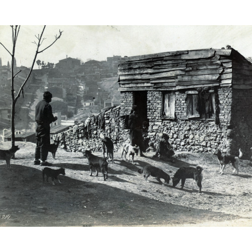 Men, Children, Dogs In Front Of A Building, Probably In Istanbul