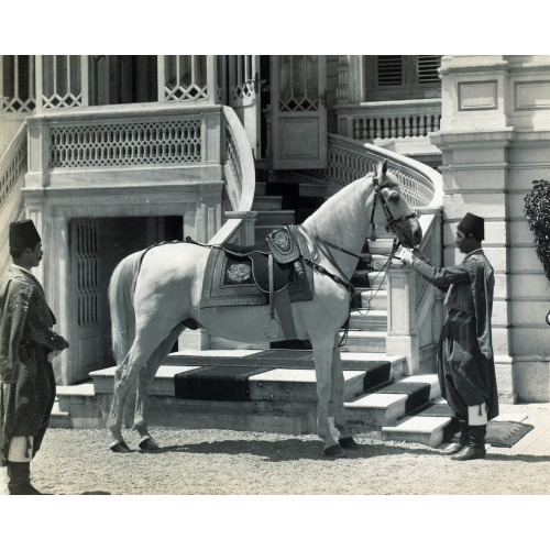 Asil, Sultan Abdulhamid's Horse, circa 1880