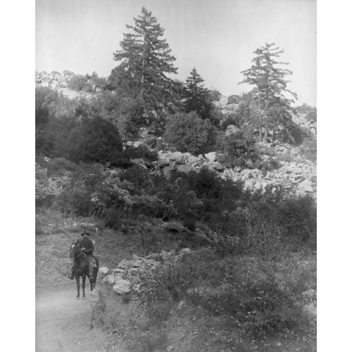 A Forest Ranger, 1909