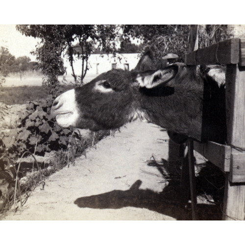 Donkey Extending Head Through Fence, 1894