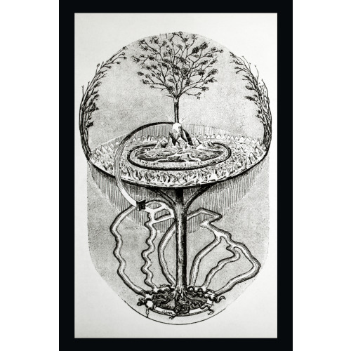 Reproduction Of Print Showing Cosmic Ash Tree, circa 1915