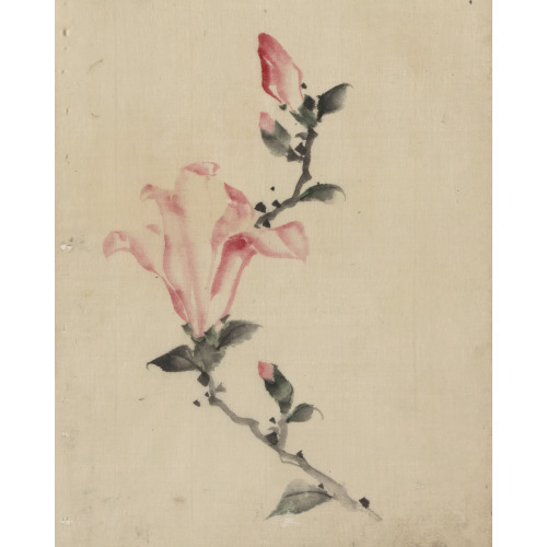 Large Pink Blossom On A Stem With Three Additional Buds, circa 1830