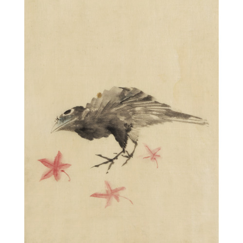 A Bird, Possibly Crow Or Raven, Facing Left, Standing Among Leaves With Head Cocked As Though...