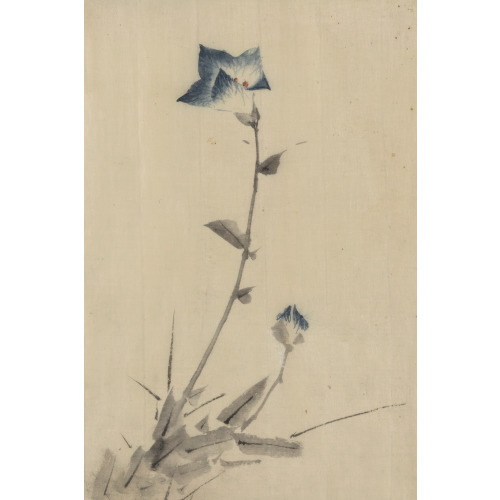 Blue Flower Blossom And Bud At The End Of A Stalk, circa 1830
