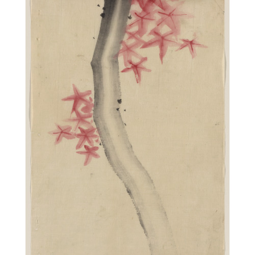 Unidentified, Possibly A Tree Branch With Red Star-Shaped Leaves Or Blossoms, circa 1830